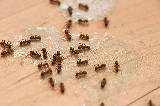 Best Commercial Pest Control Services  in Hueytown, AL