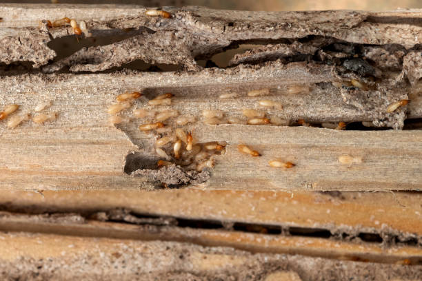 Best Insect Control  in Hueytown, AL